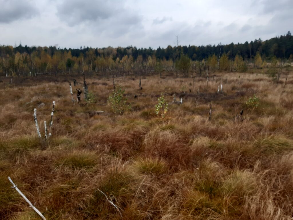 20211015_150321-2.jpg 20211015_150321-2
